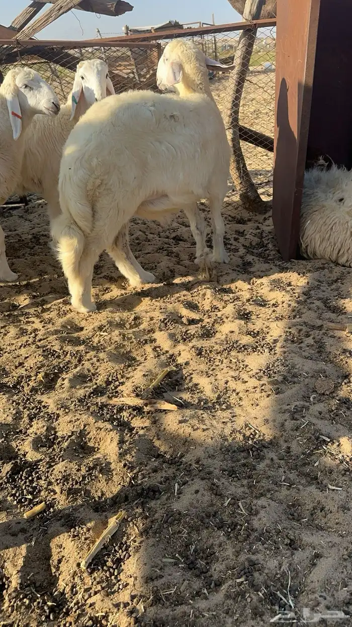 ذبايح حريه 1