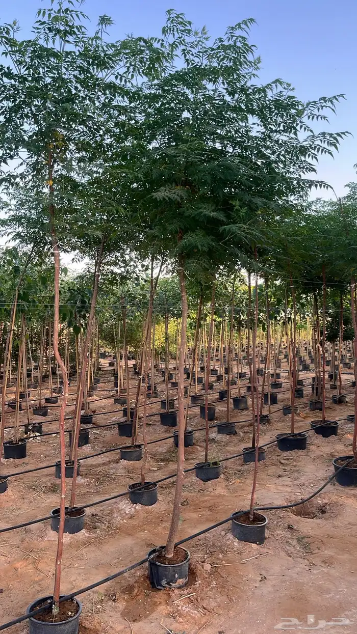 جهنمية اشجار زينه وشوكيه 12