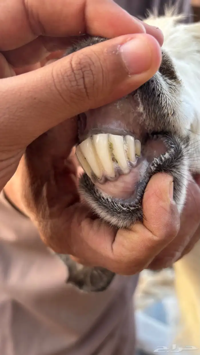 عنز مصريه بيضاء صنف والد متاومه تحتها 2 تيس وجفره 8