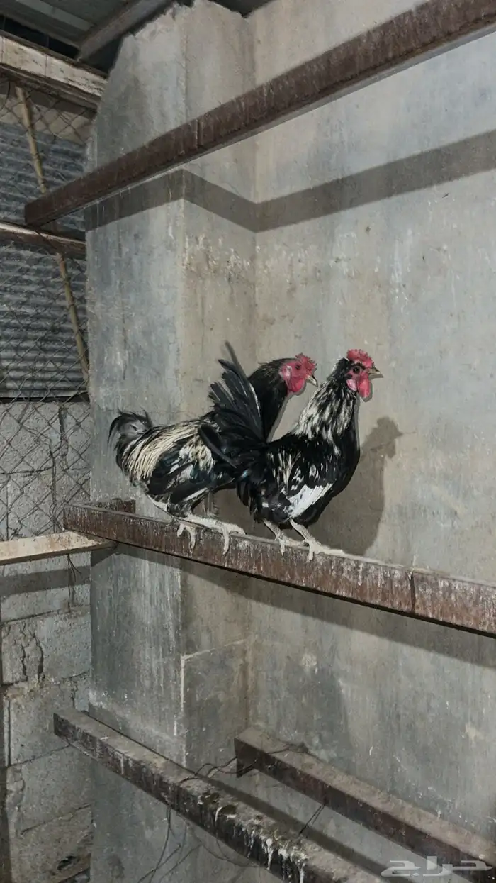 ديوك العدد 6 العمر تقريبن 5 او 6 شهور البيع سمح 5