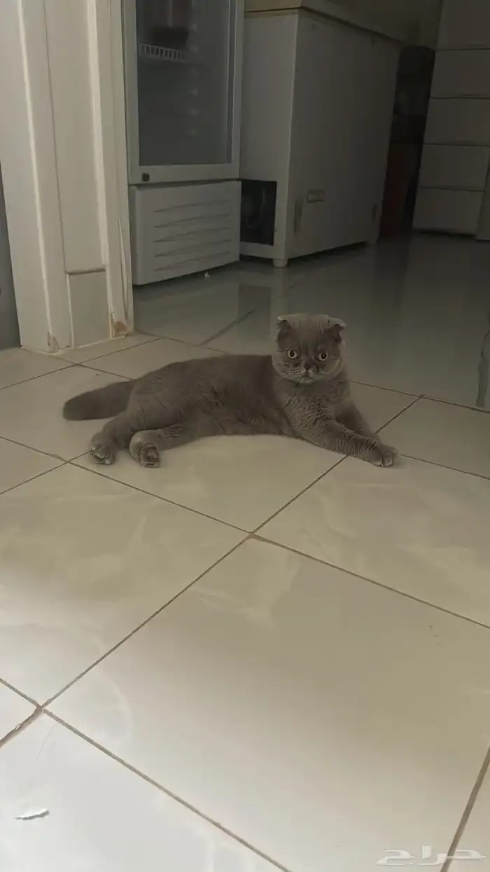 قط سكوتش طالب تزاوج اول مره 0