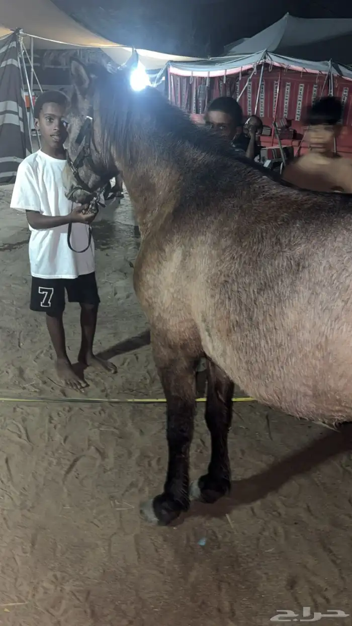 بوني سليم شرط العمر 3 سنوات هادي 2