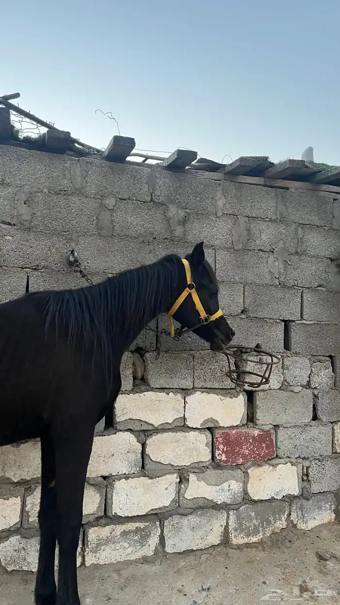 مهر ادهم بطل. 4