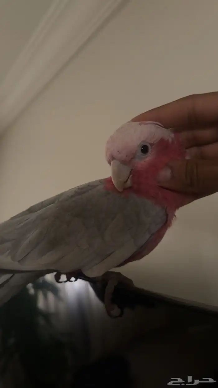 كوكاتو قالا حجم سوبر سوبر جامبو 2