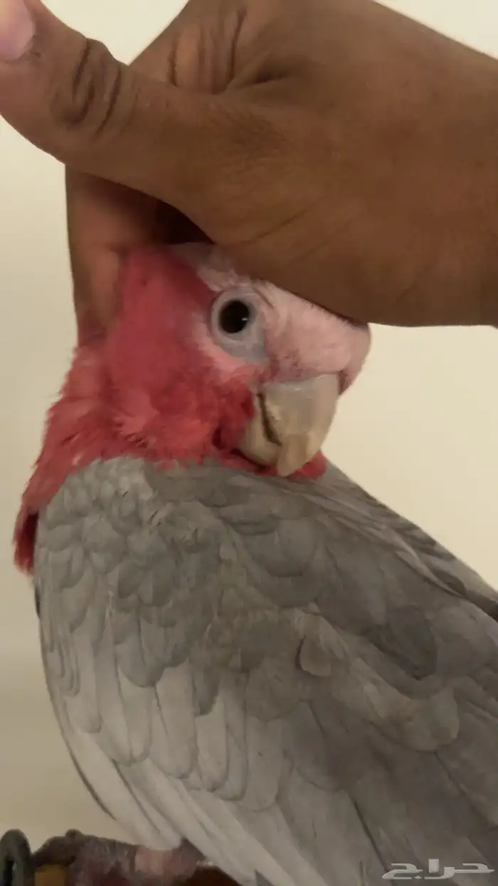 كوكاتو قالا حجم سوبر سوبر جامبو 0