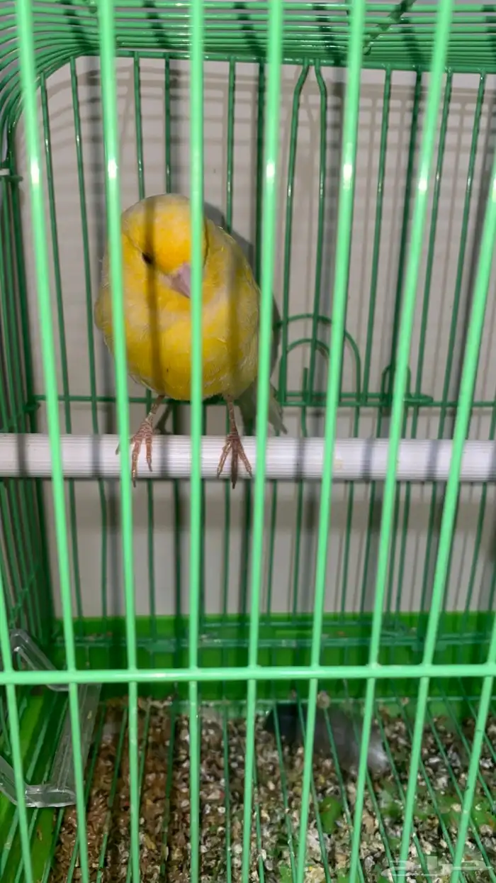 ذكر كناري تغريد 1