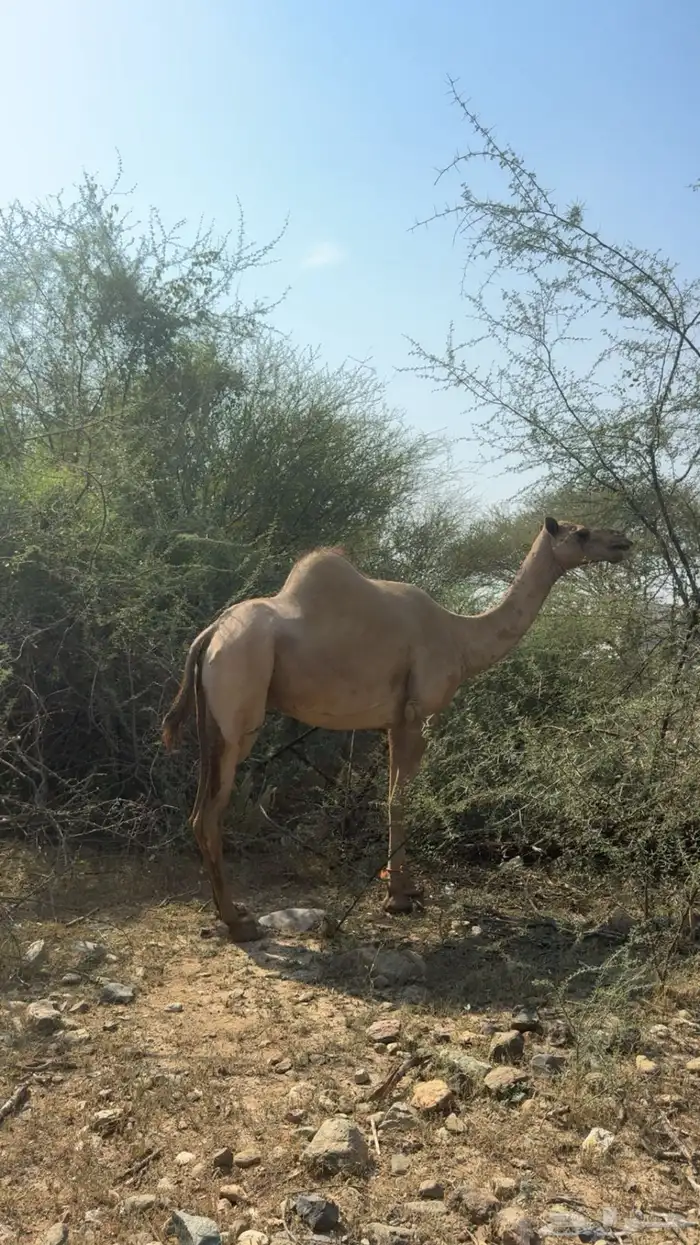 ناقه جنبه في 8 شهور 1