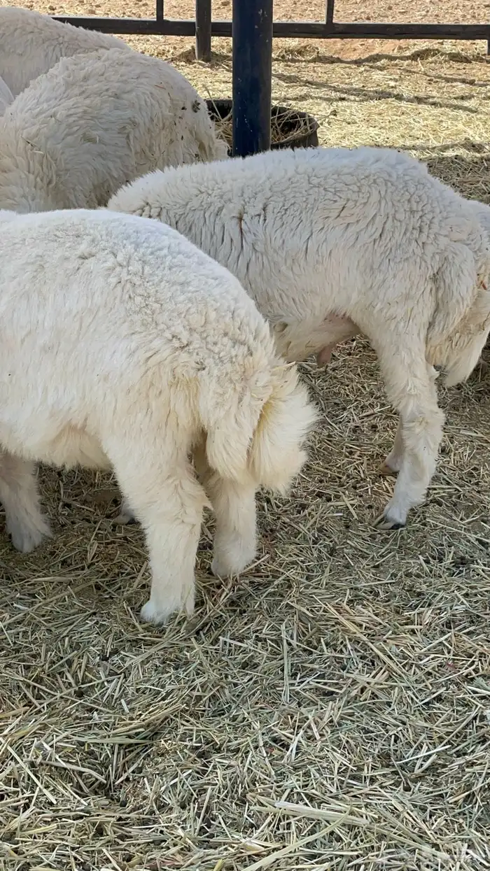 طليان ذبايح حريات 22