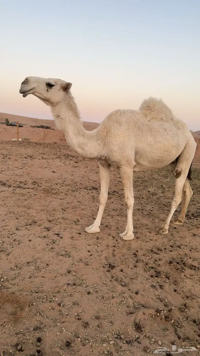 ضروبه شاف شبب ناقه طيبه وشرط من جميع العذاريب وبذمه 3