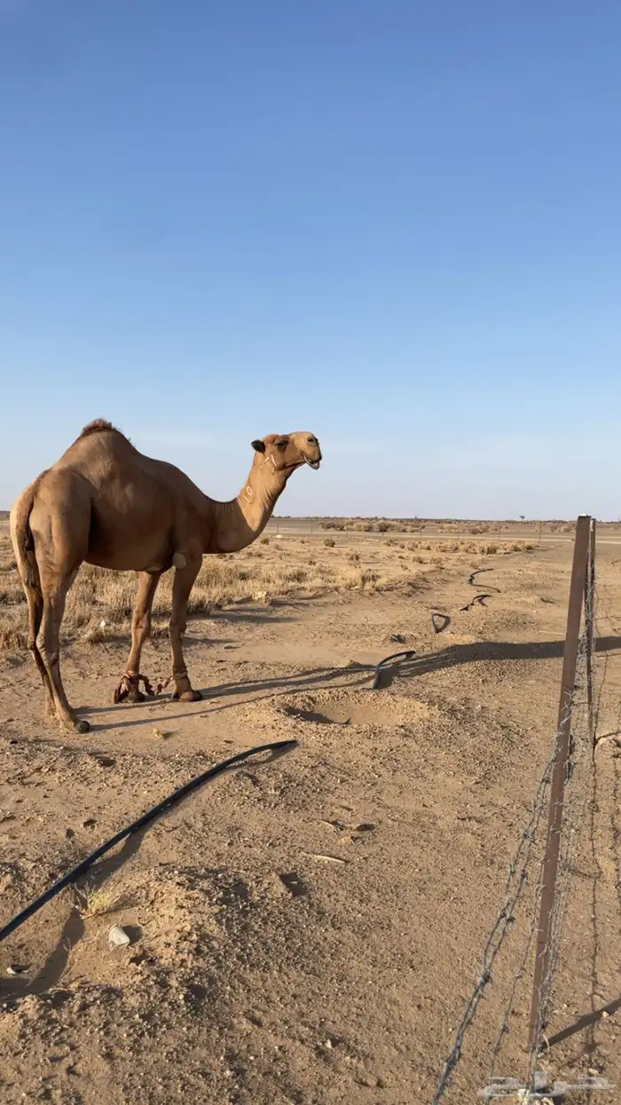 بعير دبياني 0