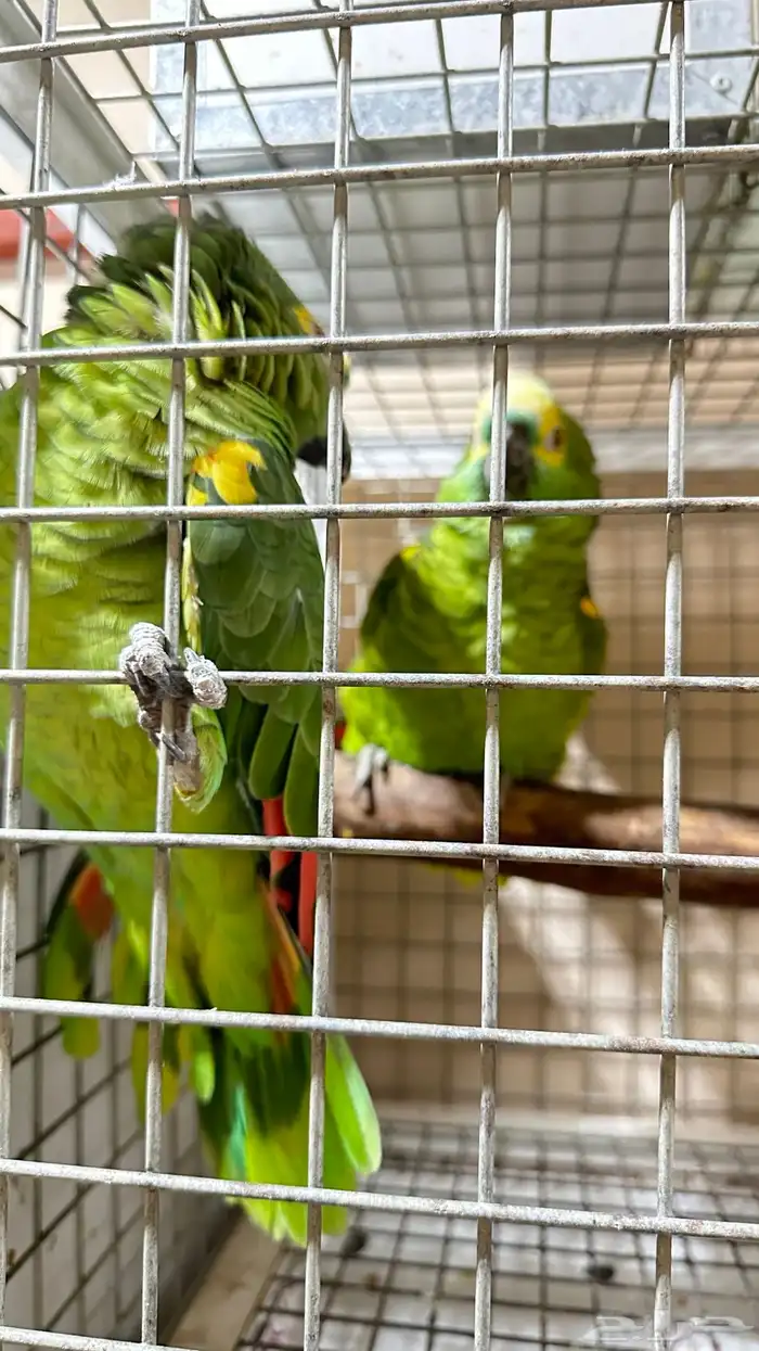 تم البيع زوج امازوني 9