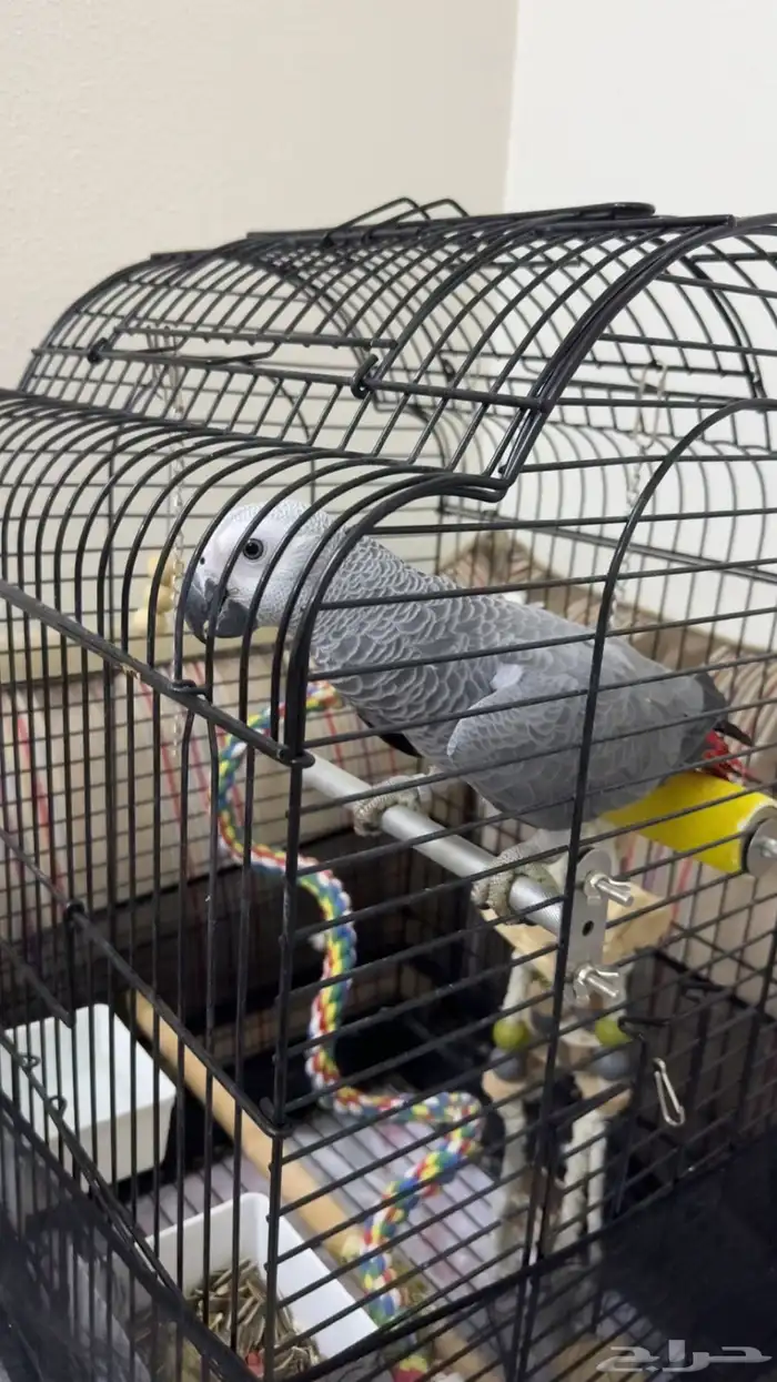 فرخ كاسكو متكلم 4