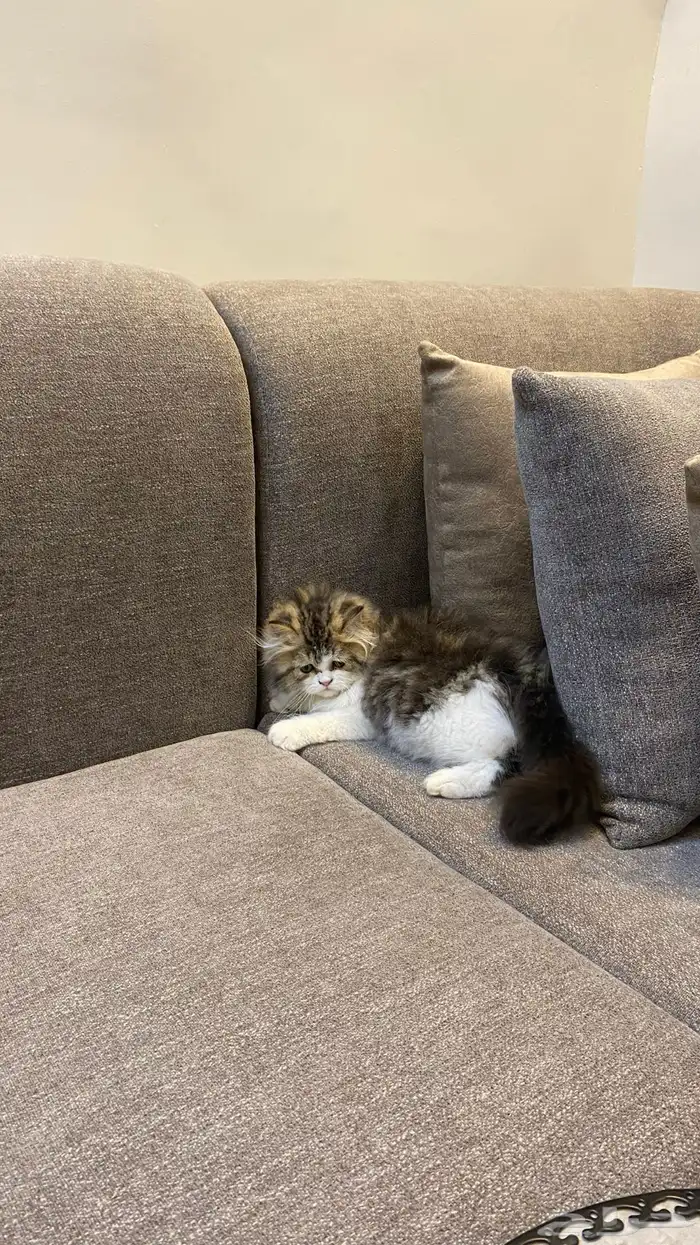 قط نوعه هملايا النوع ذكر العمر شهرين 5