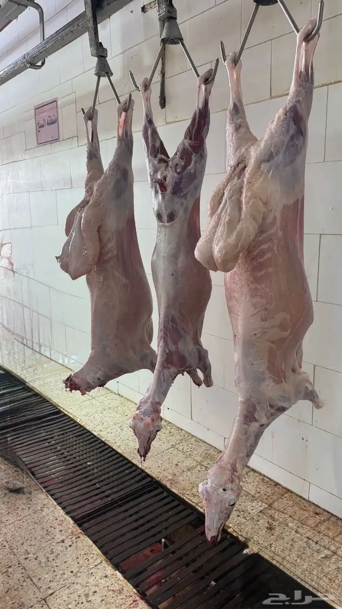 ذبائح مع خدمة السلخ والتوصيل 7