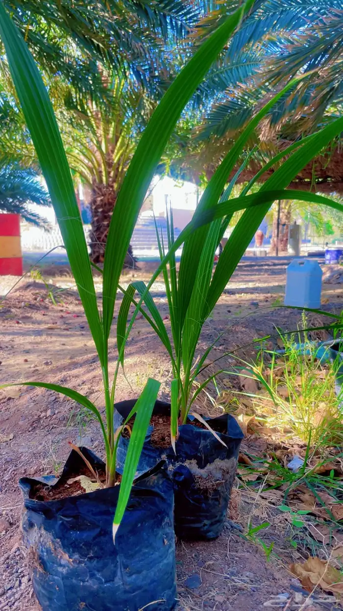 نخل زينه واشنطني 3