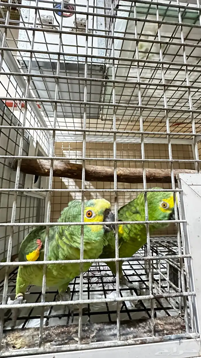 تم البيع زوج امازوني 2