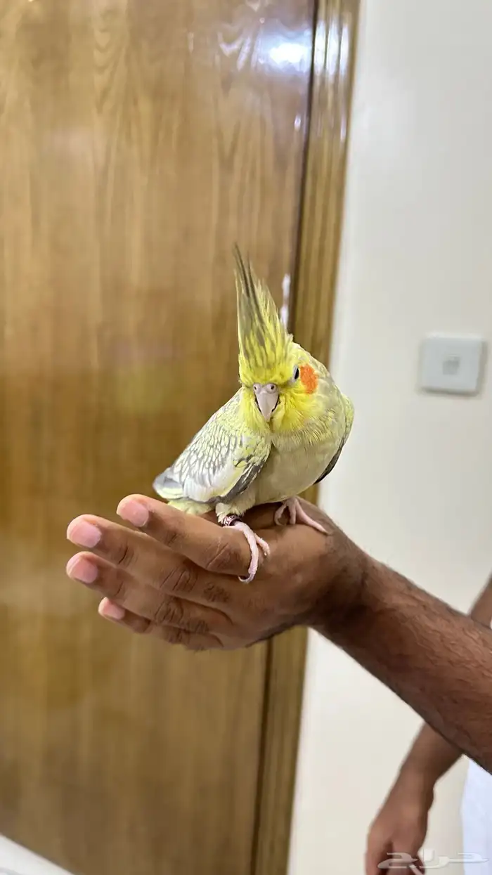 كروان انثى 1