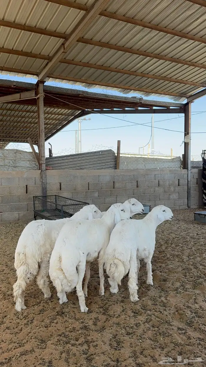 خرفان حريات جبره 4