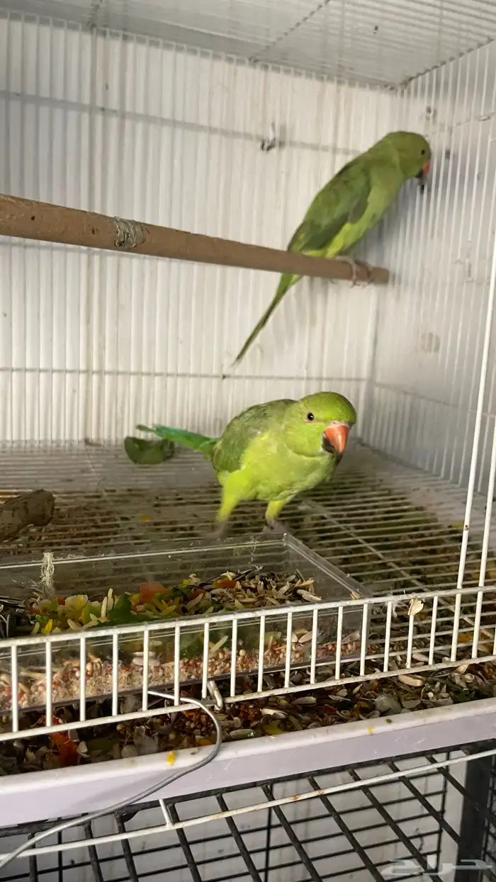 جوز ببغاء دره 2