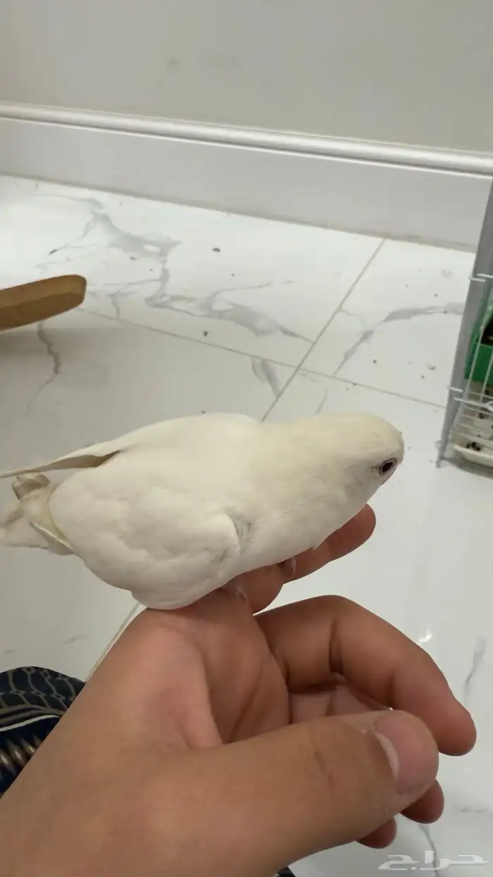 روز البينو 1