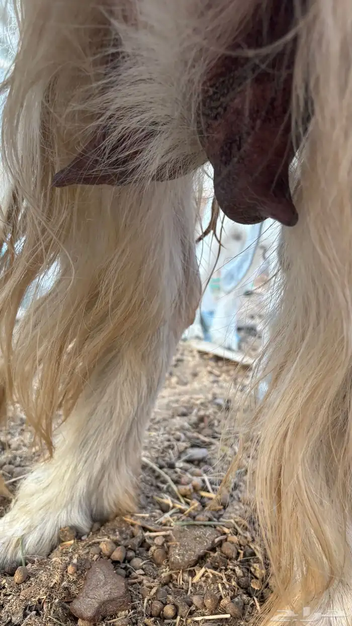 عنز مصريه بيضاء صنف والد متاومه تحتها 2 تيس وجفره 6