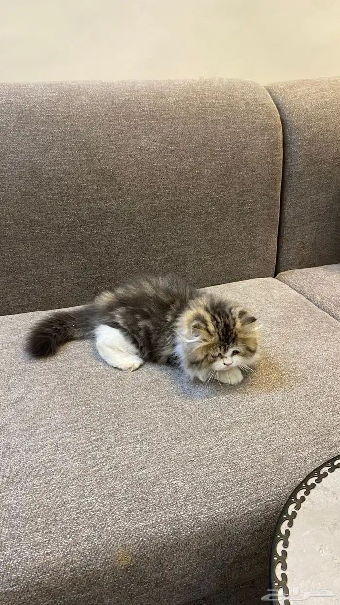 قط نوعه هملايا النوع ذكر العمر شهرين 0