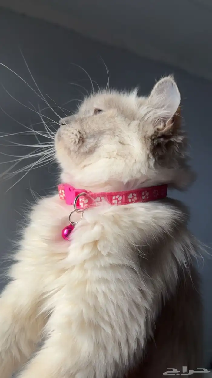 قطط للتبني 0