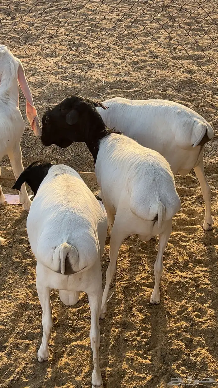 نعيم سواكن برابر فل شحم 7