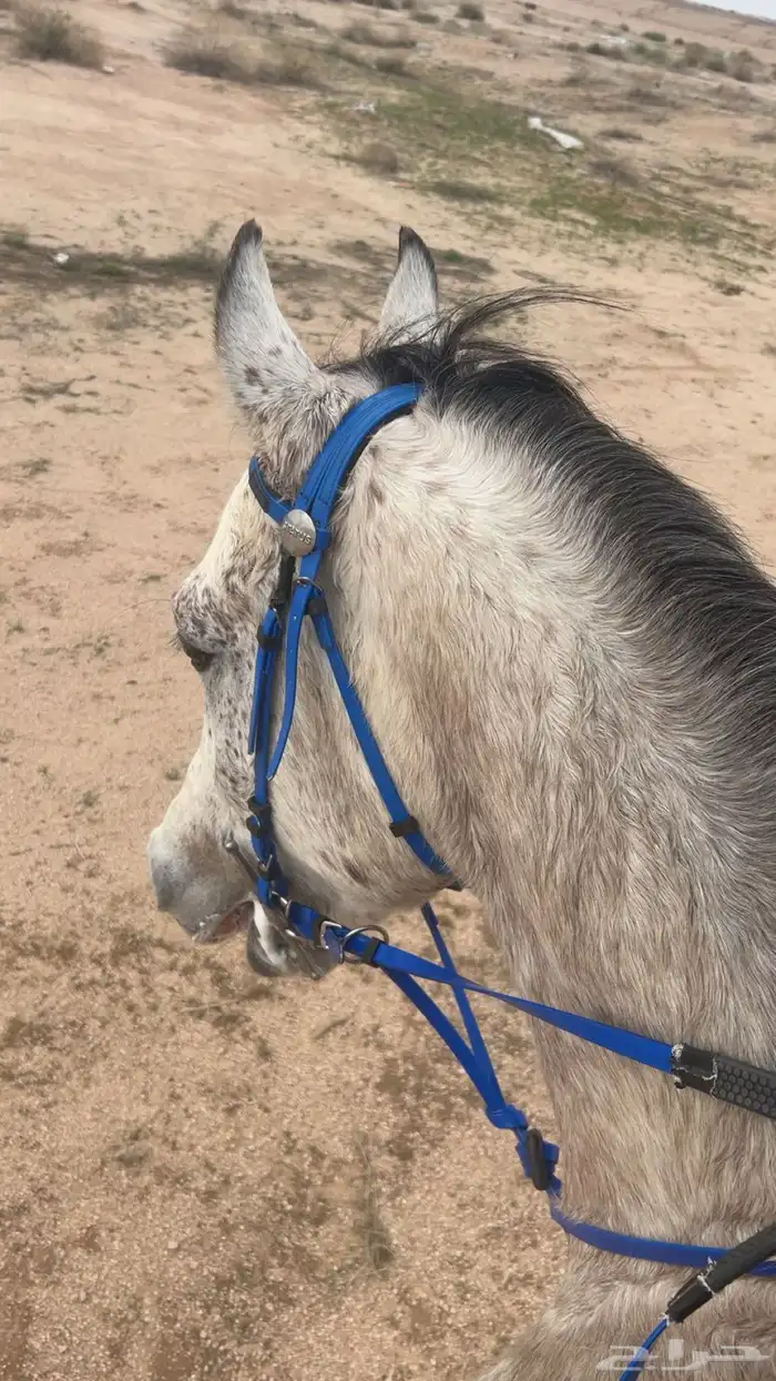 يتوفر ايواء تسمين تشغيل الخيل عسف اعادة عسف 1