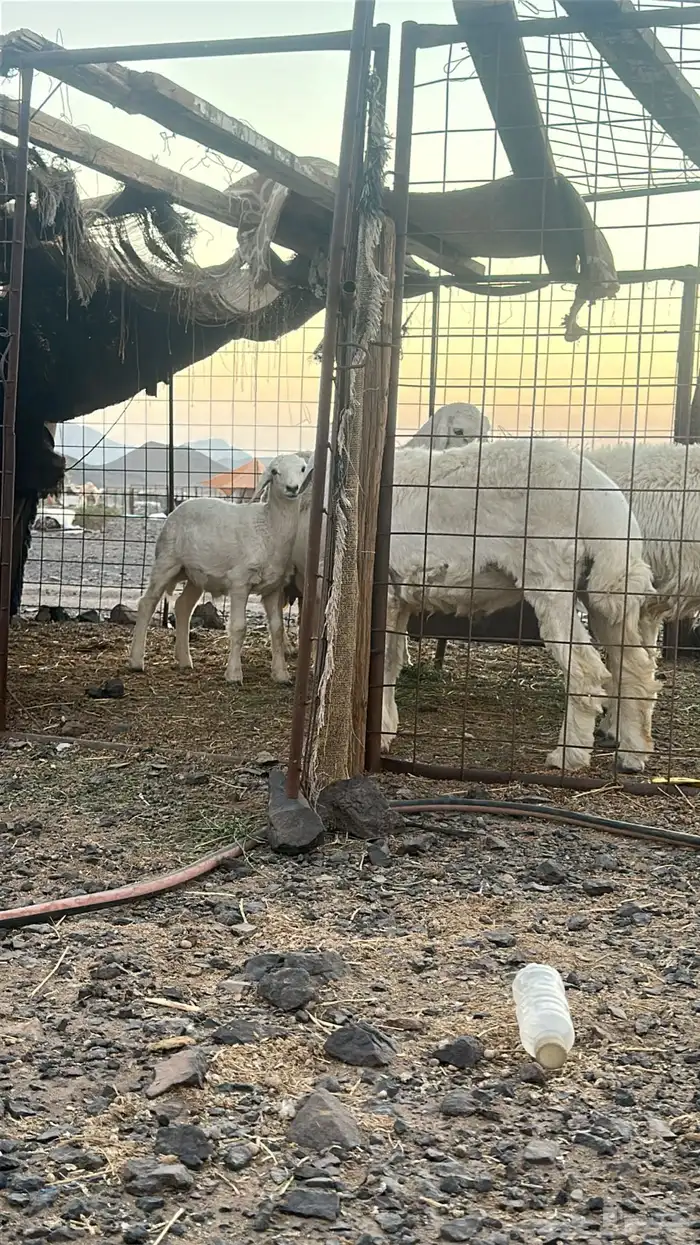 ذبايح مكرمه او مشاريع فحل 1