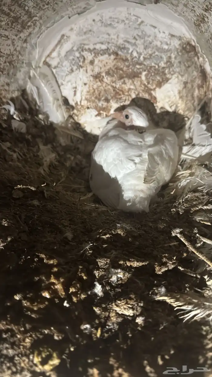 زعاليل فرنسي طيبه 2