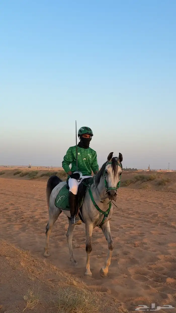 حصان شعبي شيخ 3