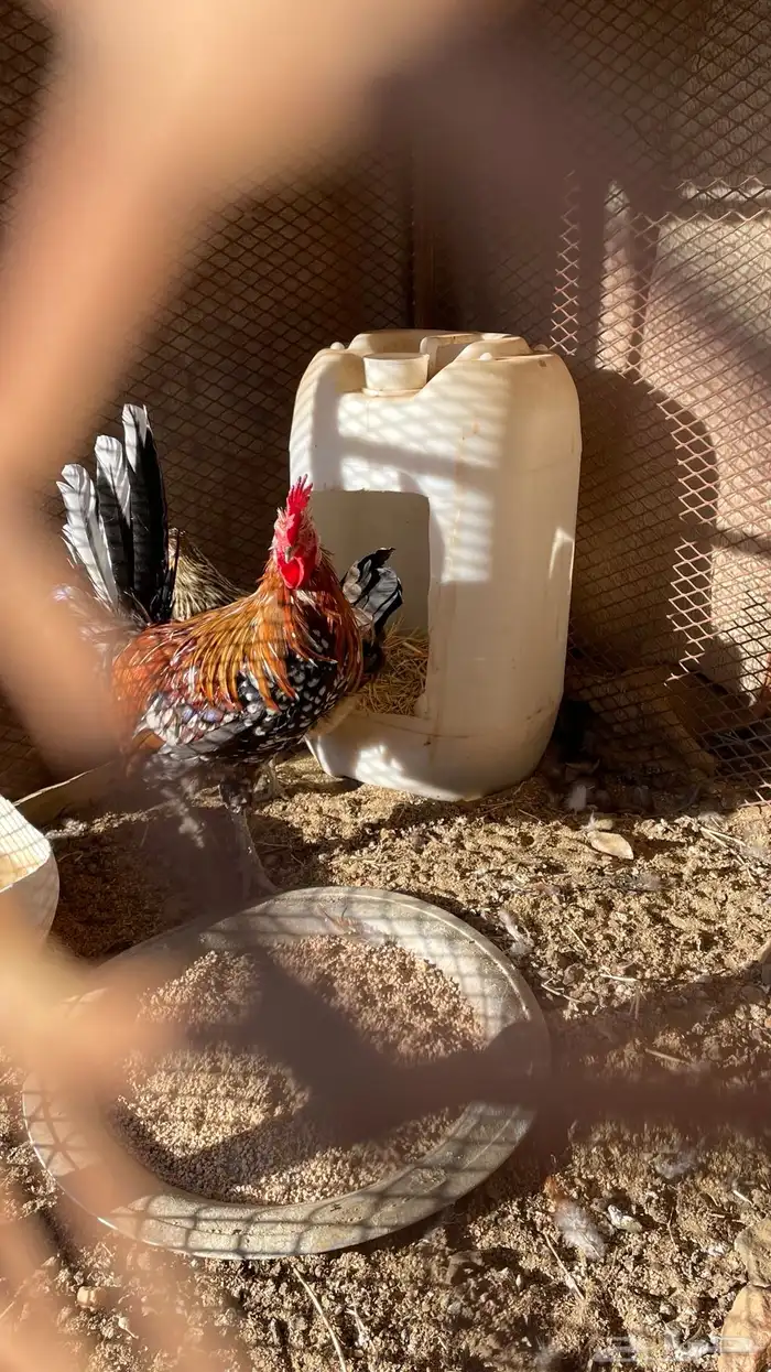 ديك و دجاجه مفرخه عربي ماكنتوش 0