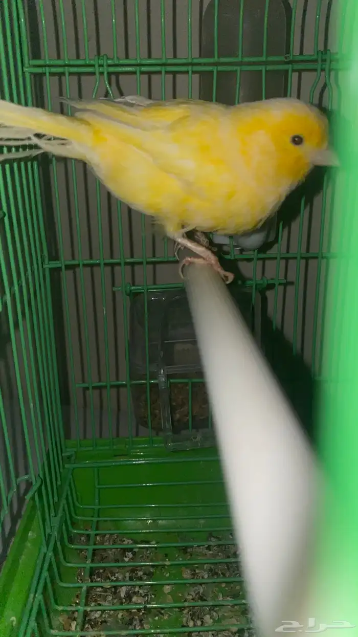 ذكر كناري تغريد 0