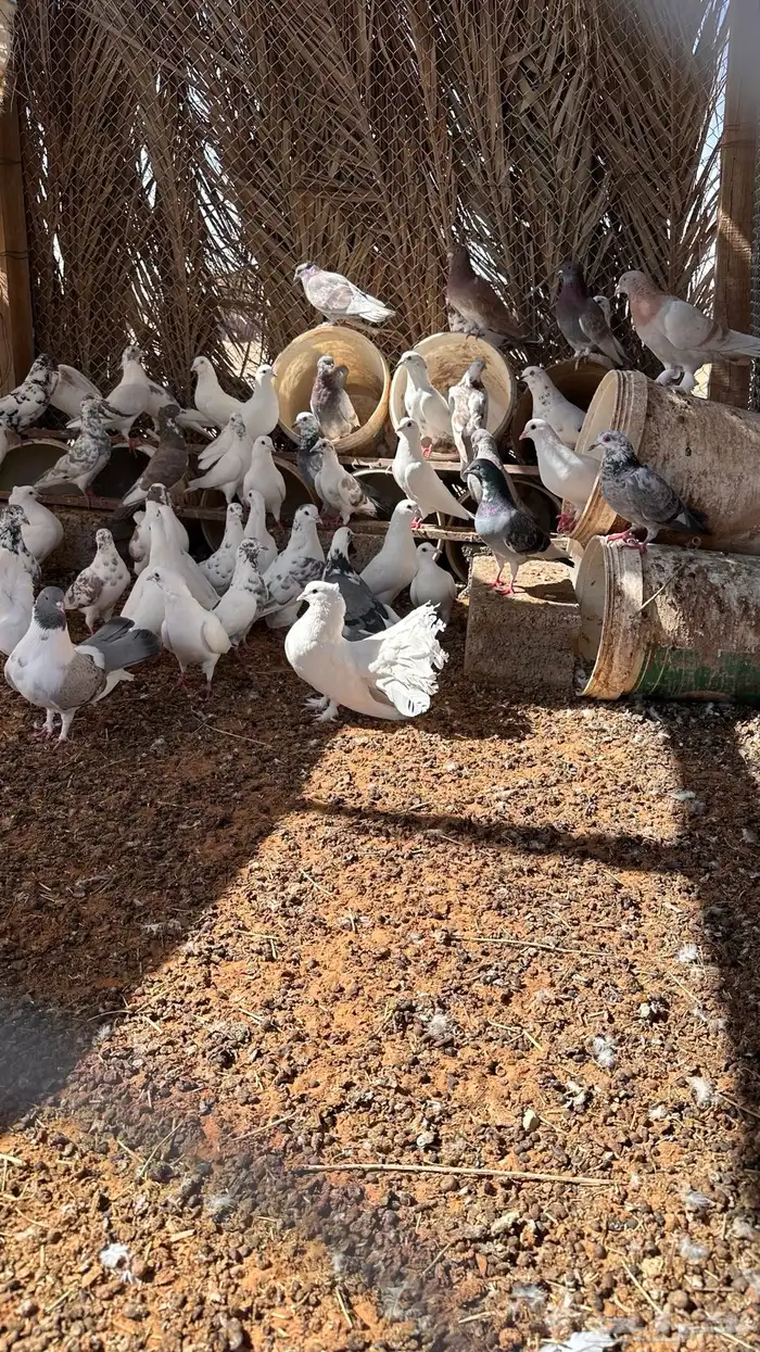 الجله وتبراك 2