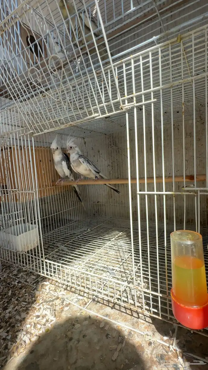 ازواج كروان 1