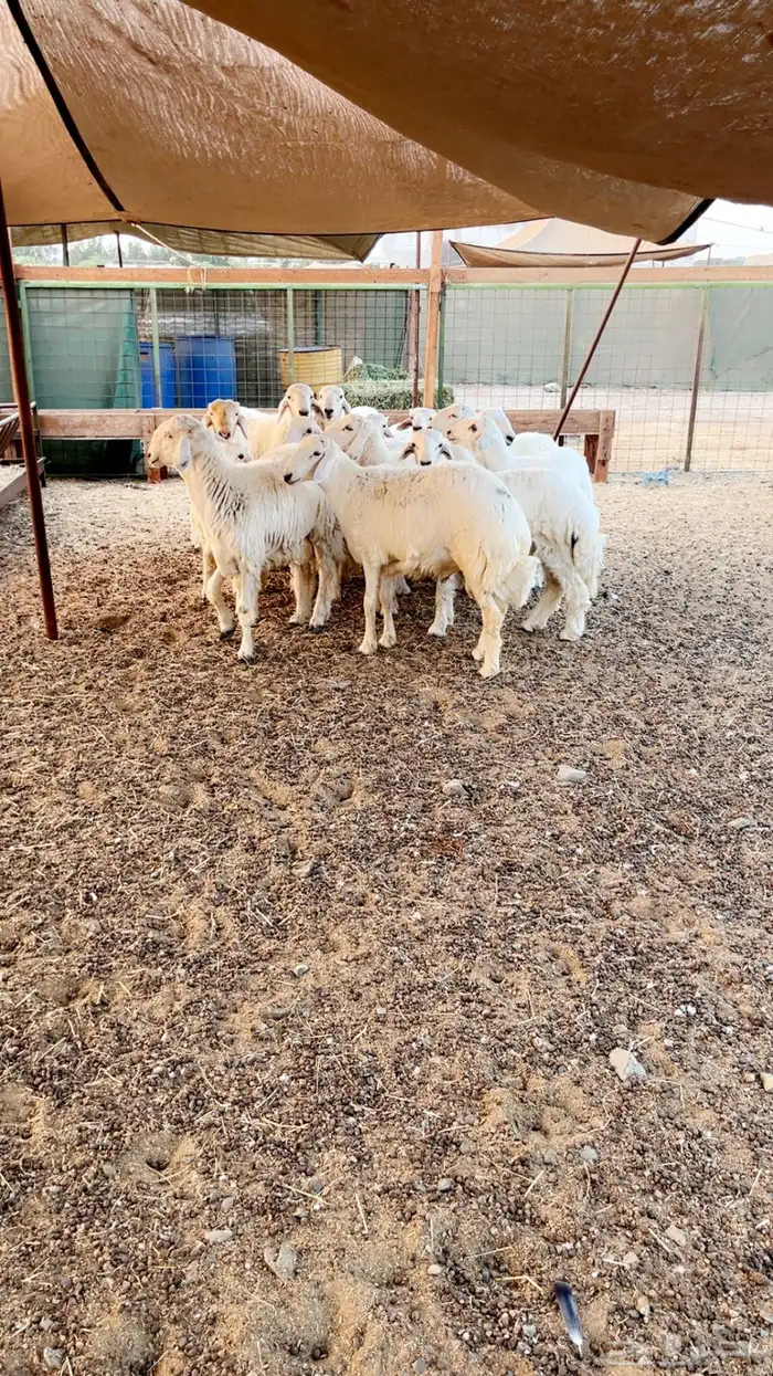 طليان حريه فاخره على الشرط 1