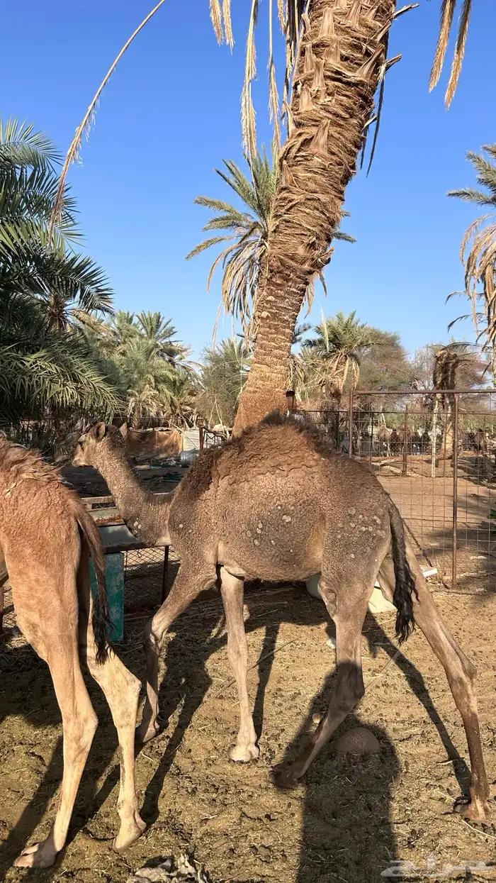 قعدان للبيع 2