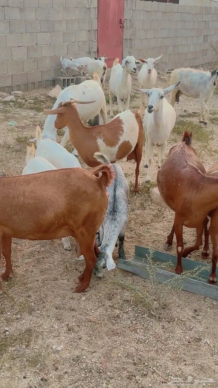 للبيع ماعز فواخر ماشاء الله 3