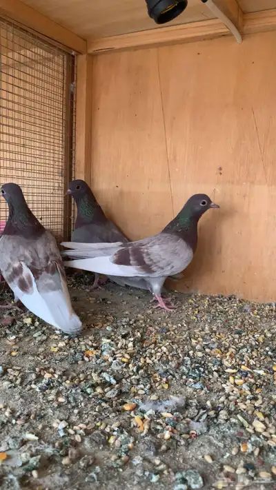 طيور حمام صنعاني أصوات و احجام index