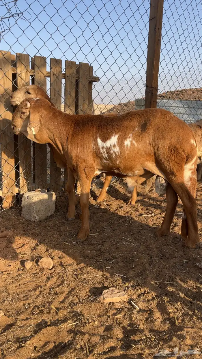 نعيم سواكن برابر فل شحم 2