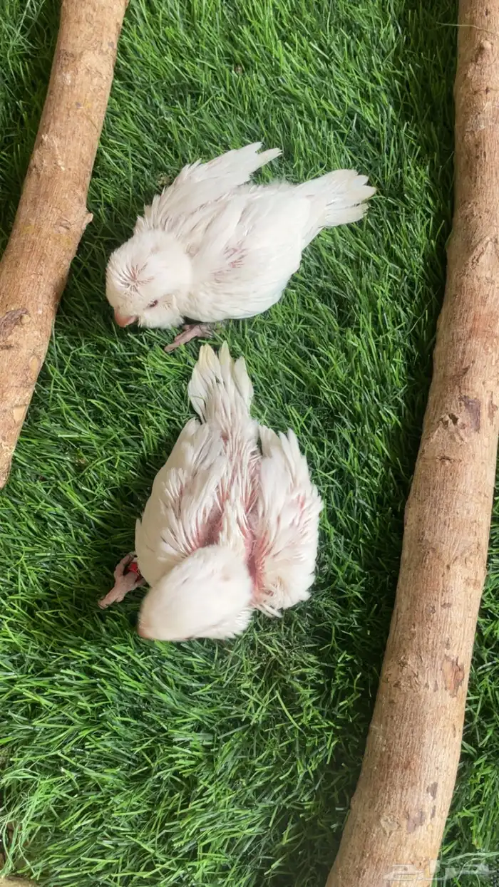 فروخ كويكر البينو 2