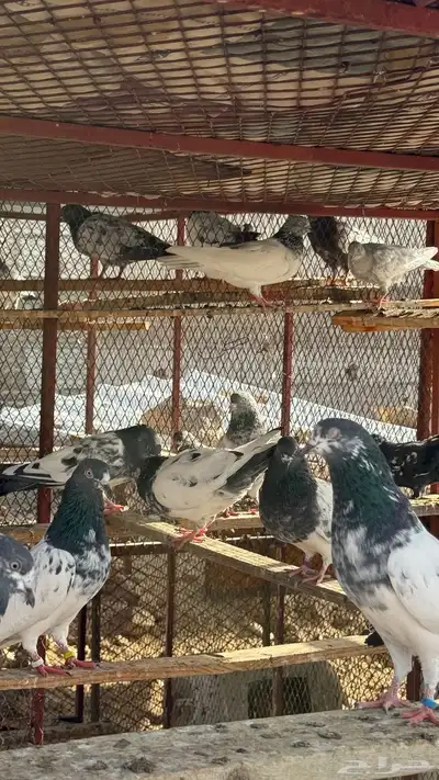 حمام باكستاني طيار index