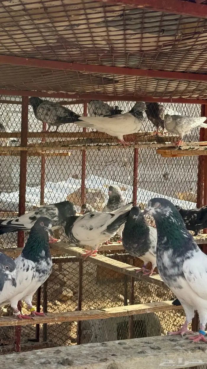 حمام باكستاني طيار 4