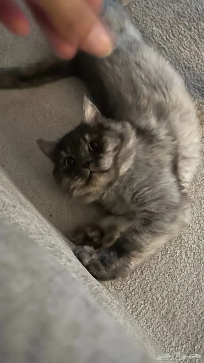 حصلنا قط ضايع 0