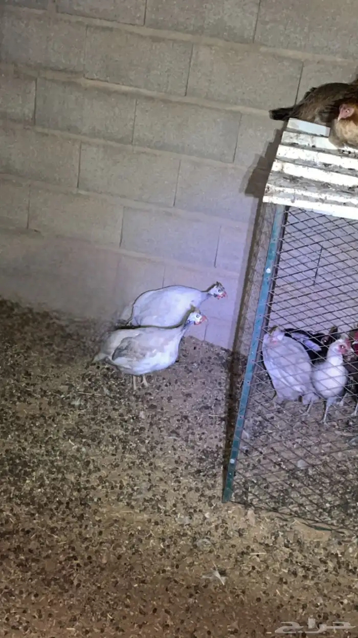 دجاج حبش للبيع 0