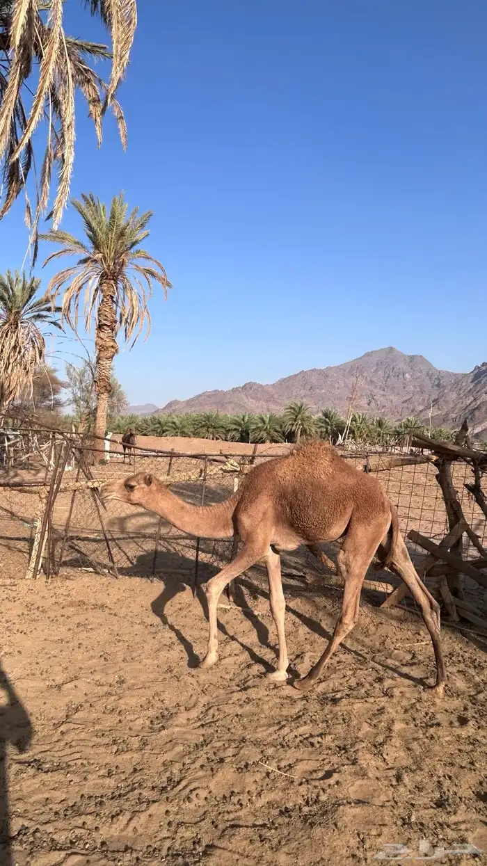 قعدان للبيع 4