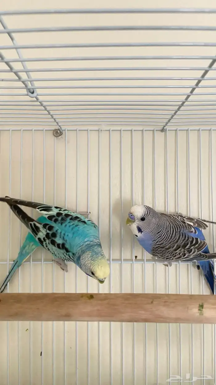 زوج طيور الحب البادجي قريب انتاج صحه ونظافه شرط 2