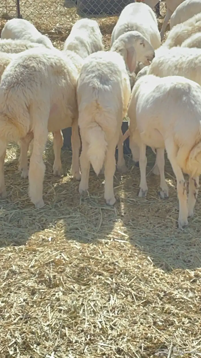 طليان ذبايح حريات 4