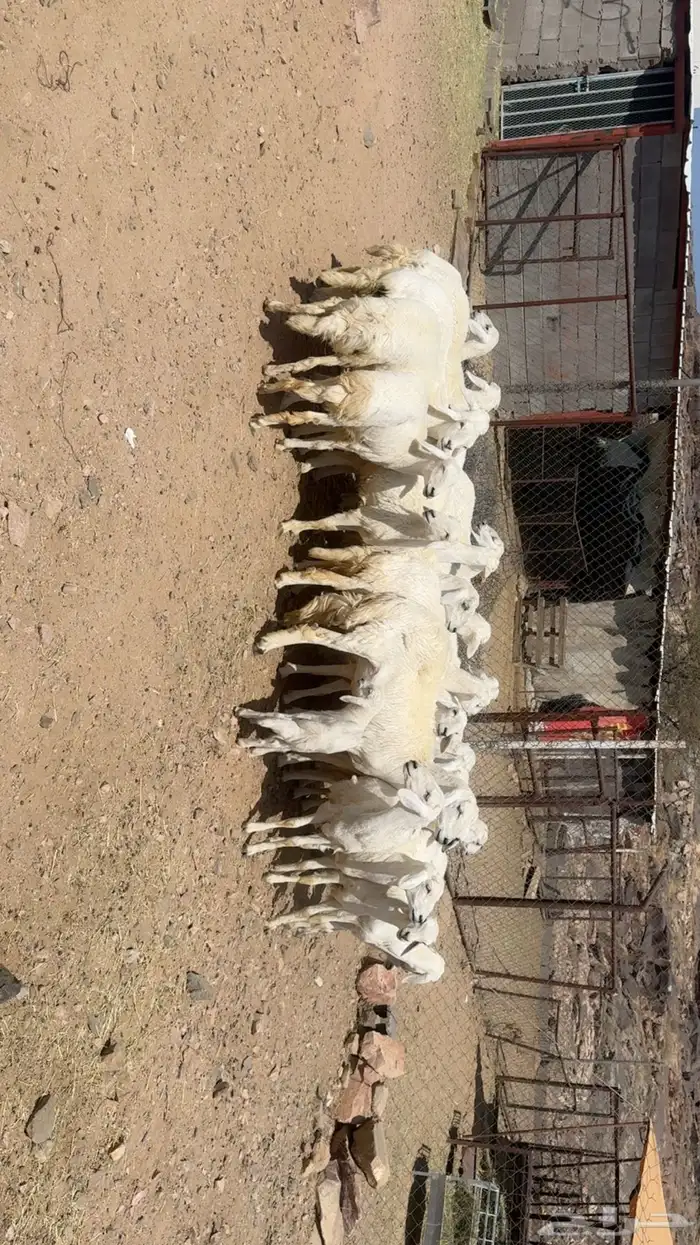 رخال الي يبغى يسس مراح 2